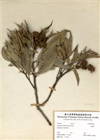 藏品(星刺栲)的圖片